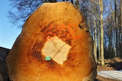 Schnitt einer gefällten Buche in der Abendsonne, gesehen in der Bogeten. (Bild: Josef Habermacher, Rickenbach, 19. Februar 2019))