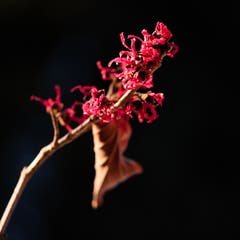 Frühlingsgefühle im Garten: In der Abendsonne aufleuchtende rote Zaubernuss. (Bild: Franz Häusler)