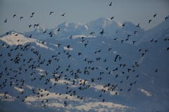 Vogelschwarm über dem Rheintal. (Bild: Hans Aeschlimann)