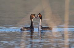 Haubentaucher beim flirten. (Bild: Marianne Schmid, Oberkirch, 19. Februar 2019)