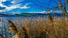 Frühlingsgefühle in Eich am Sempachersee. (Bild: Guido Müller, 19. Februar 2019)