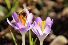 Ein fleissiges Bienchen ist schon früh unterwegs in Kreuzlingen. (Bild: Laura Bley)
