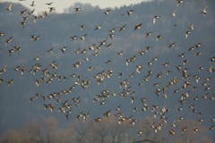 Schwärme mit mehr als 1'000 Pfeifenten können zur Zeit am Bodensee beobachtet werden. (Bild: Hans Aeschlimann)