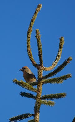 Ein Fichtenkreuzschnabel im Bergwald auf dem Kronberg. (Bild: Hans Aeschlimann)