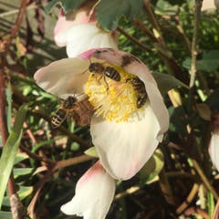 (Sonnen)hungrige Bienen in Raperswilen. (Bild: Käthi Weber)
