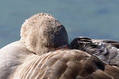 Eine Graugans beim Mittagsschlaf. (Bild: Marianne Schmid, Sempach, 20. Februar 2019)