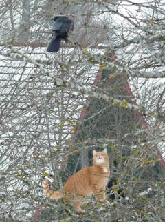 Begegnung zwischen Katze und Krähe auf Drei Weihern. (Bild: Franz Steiner)