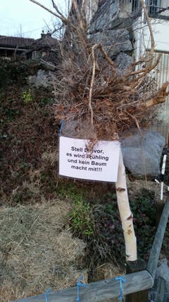 Dieser "Baum" steht an der Schlossstrasse 1 in Bettwiesen. (Bild: J. Müller)