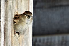 Der Spatz scheint parat für den Frühlingsbeginn und schaut neckisch aus seinem Häuschen.(Bild: Edith Schmid)