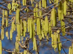 Die Temperaturen steigen. Der Frühling naht und er kommt immer näher. (Bild: Josef Lustenberger, Wolhusen, 21. Februar 2019)