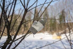 Winter ade? (Bild: Hans-Jörg Nüesch)