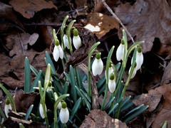 Sind diese ersten "Frühlingsboten" nicht einfach wunderschön ? Aufgenommen im Naturschutzgebiet Fuchsenried, Udligenswil. (Bild: Margrith Imhof-Röthlin, Udligenswil, 21. Februar 2019)