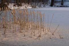Die Rohrkolben auf Dreilinden sind geplatzt. Die Samen werden nun durch Wind und Wasser verteilt. (Bild: Franz Häusler)
