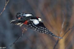 Buntspecht im Flug (Bild: Hans Aeschlimann)