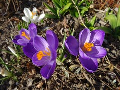Krokusse: Frühlingsboten gesehen beim St. Karli Quai. (Bild: Josef Müller (21. Februar 2019))