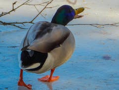 Da bekommt man kalte Füsse auf dem Gübsensee. (Bild: Renato Maciariello)