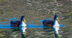 Zwillinge auf dem Gübsensee? (Bild: Renato Maciariello)