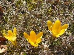 Frühling in Wolhusen. (Bild: Josef Lustenberger, 21. Februar 2019)