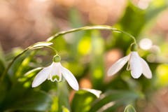 Das kleine Schneeglöcklein blüht. Unermüdlich zeigt es jedes Jahr als erste Blüherin den kommenden Frühling an. (Bild: Priska Ziswiler-Heller (Ettiswil, 21. Februar 2019))