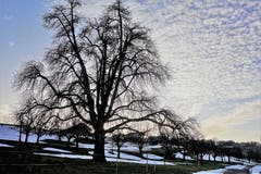 Schäfchen am Abendhimmel. (Bild: Josef Habermacher, Rickenbach, 23. Februar 2019)