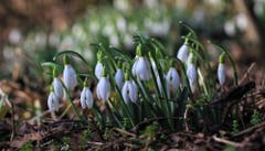 Ein Meer von Schneeglöcklein läutet den Frühling ein. (Bild: André Egli, Grosswangen, 23. Februar 2019)