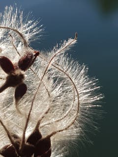 Flauschig in der Sonne. (Bild: Reto Schlegel)