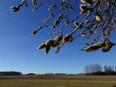 Frühlingsgefühle am Nussbaumersee. (Bild: Stephan Lendi)