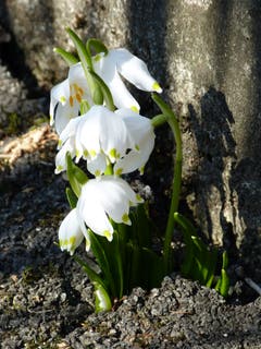 Es ist Frühlingserwachen. Zwischen Spazierweg und Betonmauer spriesst der Frühling hervor. (Bild: Josef Lustenberger, Wolhusen, 25. Februar 2019)
