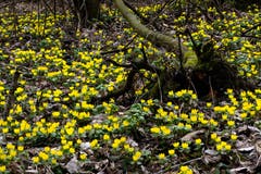 Winterlinge am Alten Rhein kündigen den Frühling an. (Bild: Franz Häusler)