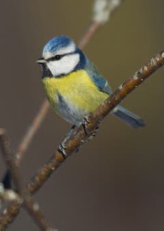 Die Blaumeise in Trogen. (Bild: Hans Aeschlimann)