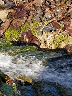 Beim Ghögg im Natuschutzgebiet Bischofszell. (Bild: Reto Schlegel)