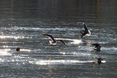 Möwen in der Morgensonne. (Bild: Claudia Scheuber, Buochs, 24. Februar 2019)
