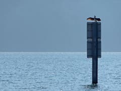 Ob Mensch oder Tier, die warmen Februartage laden zum Sonnenbaden ein. (Bild: Monika Näpflin-Bösiger, Stansstad, 24. Februar 2019)