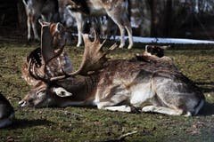 Der Damhirsch im Peter und Paul geniesst die Sonne und tankt Vitamin D. (Bild: Natalie Knöpfel)