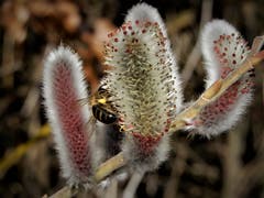 Bereits sind die Bienen wieder fleissig; Früh übt sich, wer bei der Königin einen guten Eindruck hinterlassen will ! Aufgenommen beim Oberhauetli, Udligenswil. (Bild: Margrith Imhof-Röthlin, Udligenswil, 25. Februar 2019)