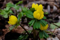 Frühling, Frühling wird es nun bald. Winterlinge am Alten Rhein. (Bild: Franz Häusler)