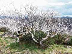 Die Eukalyptusbäume sind aufgrund von Buschfeuern silberweiss.