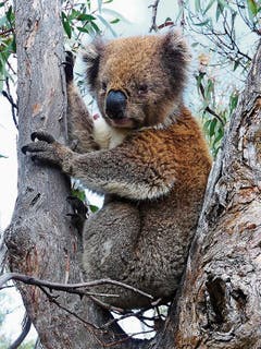 Der Koala ist ein ideales Fotomodell.