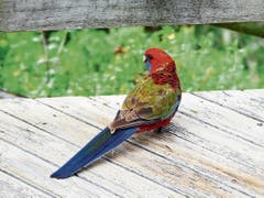 Ein noch junger Rosella Crimson.