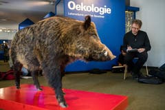 Besonders oft porträtiert wird dieses Wildschwein, das mitten im Raum steht.