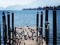 Die Tauben geniessen die Frühlingssonne. (Bild: Eveline Schwarzenberger, Küssnacht am Rigi, 24. Februar 2019)