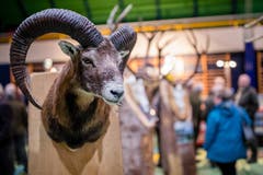 Kann man so in Gedanken versunken sein bei dem Betrieb in der Surseer Stadthalle?