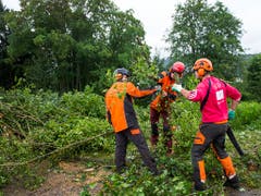 Marly im Jahr 2014: Förster fällen Bäume, nachdem der Asiatische Laubholzbockkäfer entdeckt worden ist. (Bild: KEYSTONE/JEAN-CHRISTOPHE BOTT)
