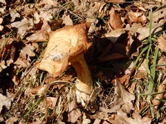 Was für eine Überraschung: Schon erstaunlich wie dieser Pilz anscheinend in den hohen Schneemassen im Naturschutzgebiet Haasenried konserviert wurde. (Bild: Margrith Imhof Röthlin, Udligenswil, 21. Februar 2019)