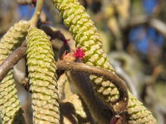 In Wittenbach blühen schon die ersten zarten Blüten des Korkenzieherhaselnussstrauches. (Bild: Martina Melber)
