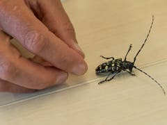 So sieht der Käfer aus Asien aus. (Bild: KEYSTONE/JEAN-CHRISTOPHE BOTT)