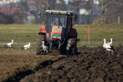 Aufgepasst! Störche auf einem Feld bei Altstätten. (Bild: Hans Aeschlimann)