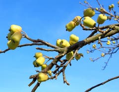 Äpfel Ende Februar! Gesehen in Güttingen. (Bild: Barbara Weber)
