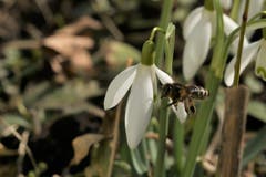 Frühlingsboten in Heiden. (Bild: Fredy Zünd)
