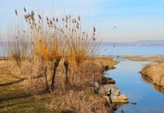 Am See bei Güttingen. (Bild: Barbara Weber)
